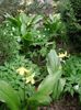 ყვითელი ყვავილების Fawn ლილი ფოტო