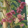 Απρίλιο-Μάιο Πέντε Φύλλα Akebia, Σοκολάτα Αμπέλου