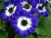 ლურჯი ყვავილების Florist ის Cineraria ფოტო