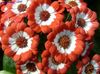 оранжевый Цветок Крестовник однолетний (Цинерария) фото