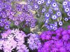 lilac Flower Florist's Cineraria photo