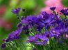 modrá Kvetina Kvetinárstvo Mamička, Pot Mamička fotografie