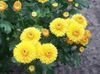sárga  Virágárusok Anyukája, Pot Anyukája fénykép