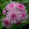 ვარდისფერი ყვავილების Floss Flower ფოტო