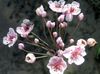 рожевий Квітка Сусак Зонтичний фото