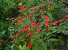 червоний Квітка Мірабіліс Ялапа (Нічна Красуня) фото