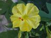 žuta Cvijet Četiri, Čudo Perua foto