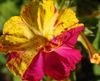 fialový Kvetina Štyri Hodiny Zázrak Peru fotografie