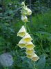 жовтий Квітка Наперстянка фото