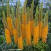 помаранчевий Квітка Еремурус фото