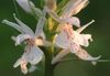 бял Цвете Ароматно Орхидея, Комари Gymnadenia снимка