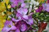 бузковий Квітка Фрезія фото