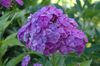 იასამნისფერი ყვავილების ბაღში Phlox ფოტო