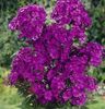 vijolična Cvet Vrt Phlox fotografija