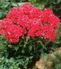 rdeča Cvet Vrt Phlox fotografija