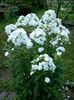 blanco Flor Phlox Jardín foto