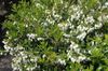 λευκό λουλούδι Gaultheria, Checkerberry φωτογραφία