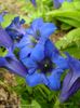 zils Zieds Genciāna, Vītolu Genciāna foto
