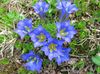 albastru deschis Floare Gențiană, Gențiană Salcie fotografie