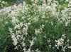 белый Цветок Горец альпийский и изменчивый фото