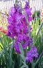 lilac Blóm Gladiolus mynd