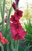 қызыл Гүл Gladiolus (Гладиолус) фото