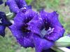 синий Цветок Гладиолус (Шпажник) фото