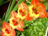pomarańczowy Mieczyk (Gladiolus)