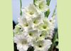 белый Цветок Гладиолус (Шпажник) фото