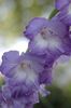 блакитний Квітка Гладіолус (Шпажнік) фото