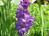 purpurowy Kwiat Mieczyk (Gladiolus) zdjęcie