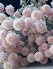rosa Blomst Globus Amaranth bilde