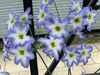 jasnoniebieski Kwiat Leukokorin (Levkokorina) zdjęcie