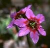рожевий Квітка Леукокорін (Левкокоріна) фото