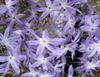 блакитний Квітка Левкокоріна фото