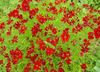 červená Květina Goldmane Tickseed fotografie
