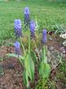 ljusblå Blomma Druva Hyacint foto