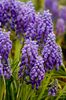 violetti Kukka Rypäleen Hyasintti kuva