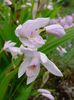 fehér Föld Orchidea, A Csíkos Bletilla