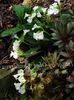 თეთრი ყვავილების Haberlea ფოტო
