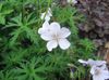 alb Floare Geranium Hardy, Muscata Salbatica fotografie