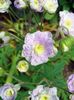 Hardy geranium, Wild Geranium 