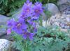 sininen Kukka Hardy Geranium, Villi Geranium kuva