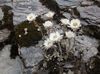 valkoinen Helichrysum Perrenial