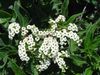 білий Квітка Геліотроп фото