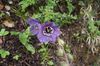 vijolična Cvet Himalayan Blue Mak fotografija