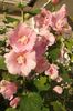 розовый Цветок Мальва (Шток-роза, Алсея) фото