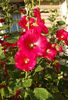 красный Цветок Мальва (Шток-роза, Алсея) фото