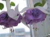 lilac Honeysuckle Fuchsia