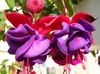 púrpura Flor Fucsia Madreselva foto